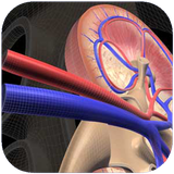 mshma.porostatparkinsonvasandrum