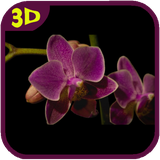 orchidsflowers.tbem.com