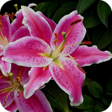 com.Lily.waterlily.flower.nature.wallpapers