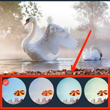 mat.axsnevesszazia.babjanryanexlilar