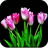 com.tulip.wallpaper.tulippicture.flower