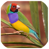 com.alireza.ghanariiv