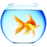 com.mosoyo.goldfish