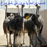 ir.shaprek.shtormorkh