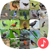 io.appp.sounds.thaibirdsounds
