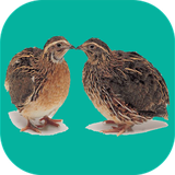 com.sra_ht.belderchin