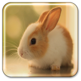 com.BunnyLiveWallpapern