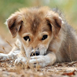 com.myapps.Baby.Puppies.HD.Wallpaper
