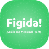 dev_figida.com.woocommerce