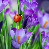 com.blackbirdwallpapers.macrospring