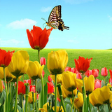 com.khafafa.tulip