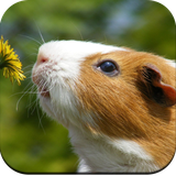 com.Guineapigwallpaperhd.cuteanimalWallpaper.guineapigimage.bestwallpaper