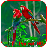 com.ehraman.parrot.live.Wallpaper