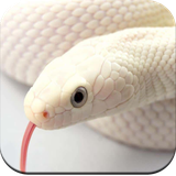 com.hd.snake.wallpaper.beautifulsnakewallpaper