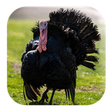 com.kikaapps.turkey.sounds