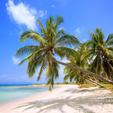 com.blackbirdwallpapers.tropicalparadise