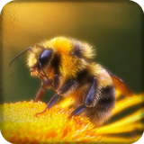 apicultura.beekeeping.apiculturagratis