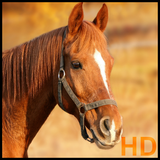 fotos.de.caballos.queruhd