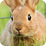 com.Rabbit.nature.animals.cute.wallpaper