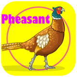 gharghabel.pvparvaresh.any1