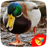 com.Free.Natural.Sounds.Ringtones.Effects.Duck