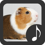 com.robinvanrodeman.guinea_pig