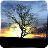 fishnoodle.silhouette_free