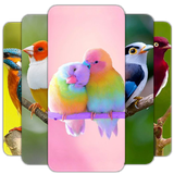 com.HdWallpaper.BirdWalppaper