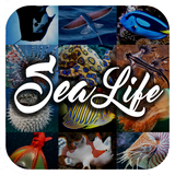 com.zephyrzonestudios.seaanimalencyclopedia