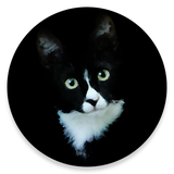 ru.hronoz.spotthecat