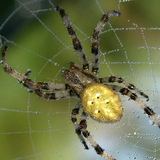 markooo.si.spider