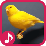 com.notarin.canary