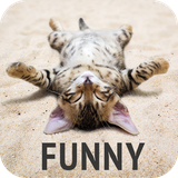 com.david_wallpapers.funny