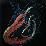 mazenz.com.EchoCardioPro