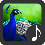 com.robinvanrodeman.peacock