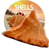 com.david_wallpapers.shell