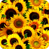 com.peacock.tnine.fdcflowerimg