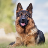 com.germanshepherdwallpapers