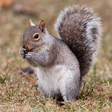 com.yodesoft.android.game.yopuzzleSquirrels