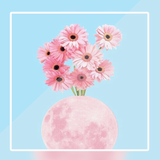 com.Zenitsutz.vscowallpaper