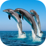 org.newwall.animal.sea