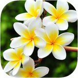 ir.glh3.flowerwallpaper2017