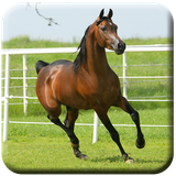 com.claybarapps.horse.animal.live.Wallpaper