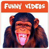 funnyvideosfunny.muchadiversion.videosdivertidos