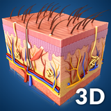 com.visual3dscience.Skin