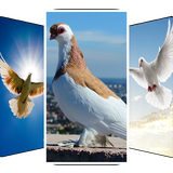 com.khamarnache.pigeonwallpaper.offline