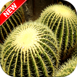 com.Cactuswallpapers.pictures.backgrounds.photos.images.hd.free.beautiful
