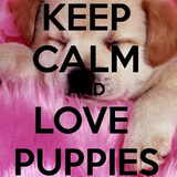 andromeda.galaxy.keep.calm.and.love.puppies.cute.ru