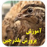 com.apphtml.belderchin