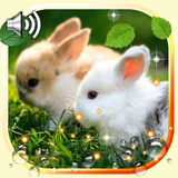 com.elensweetmood12.bunnieslivewallpaper